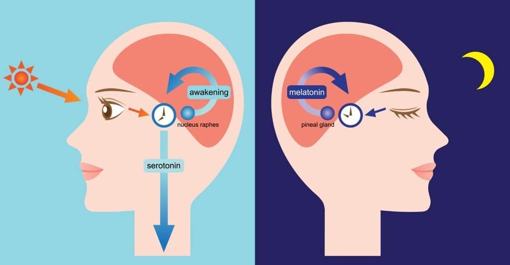 Serotonin und Melatonin